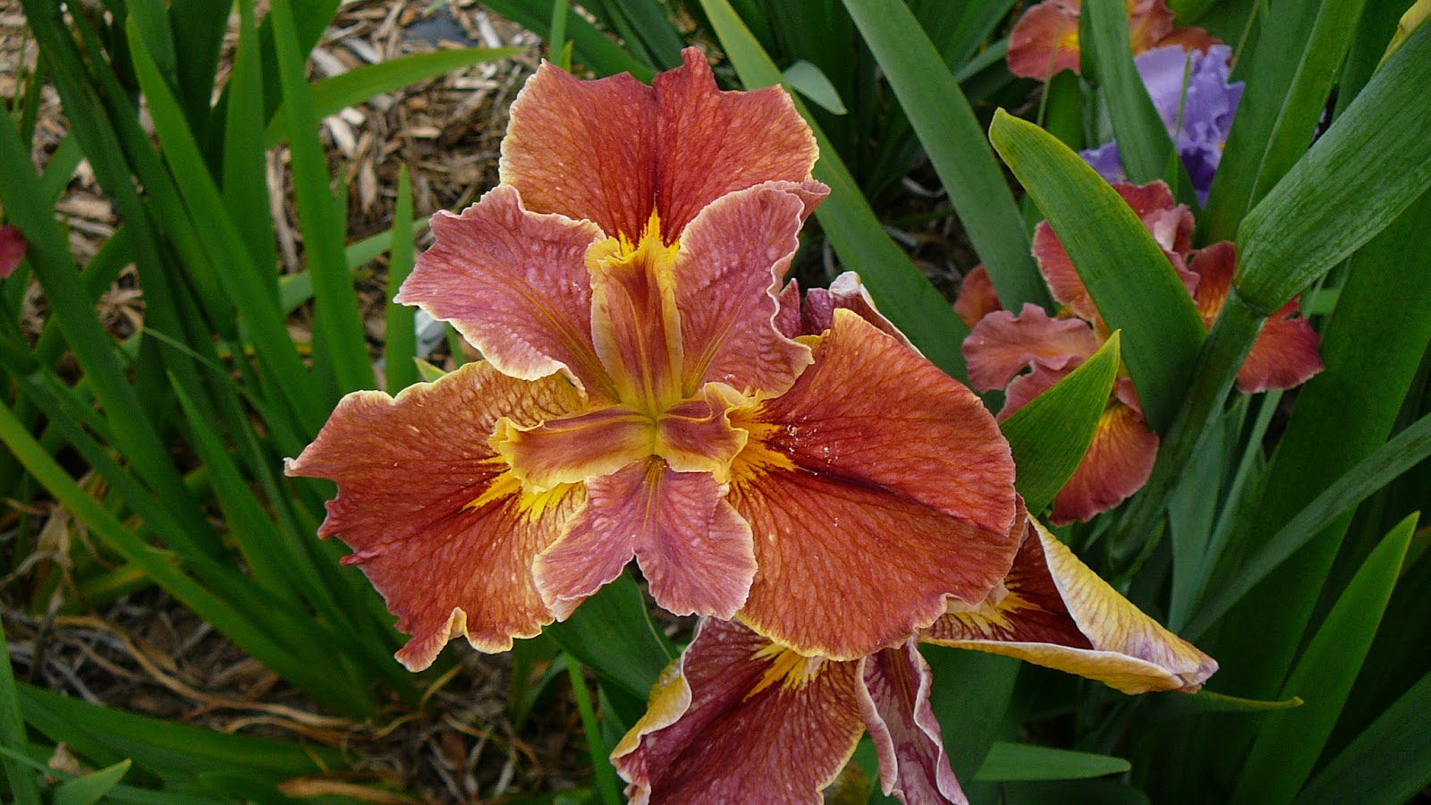 World of Irises Louisiana Iris Bloom Season on Caddo Lake