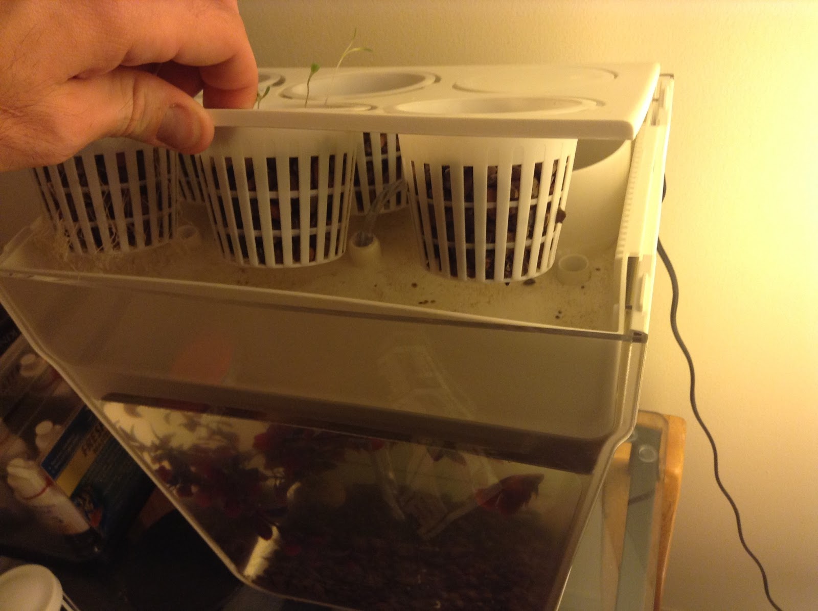 Aquaponics Alive! Aquafarm Review, Day 4