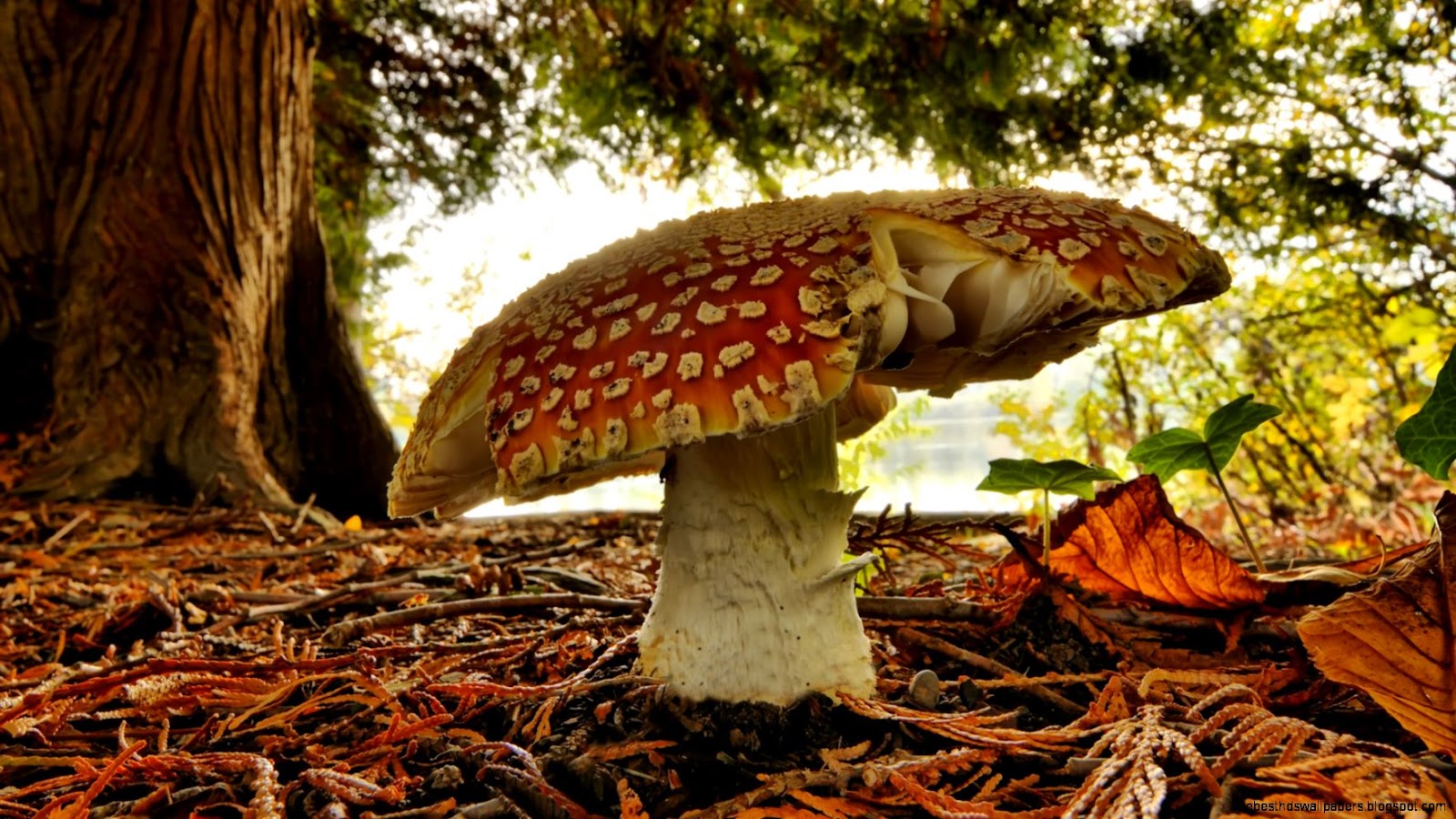 Mushroom Forest Mushroom Forest