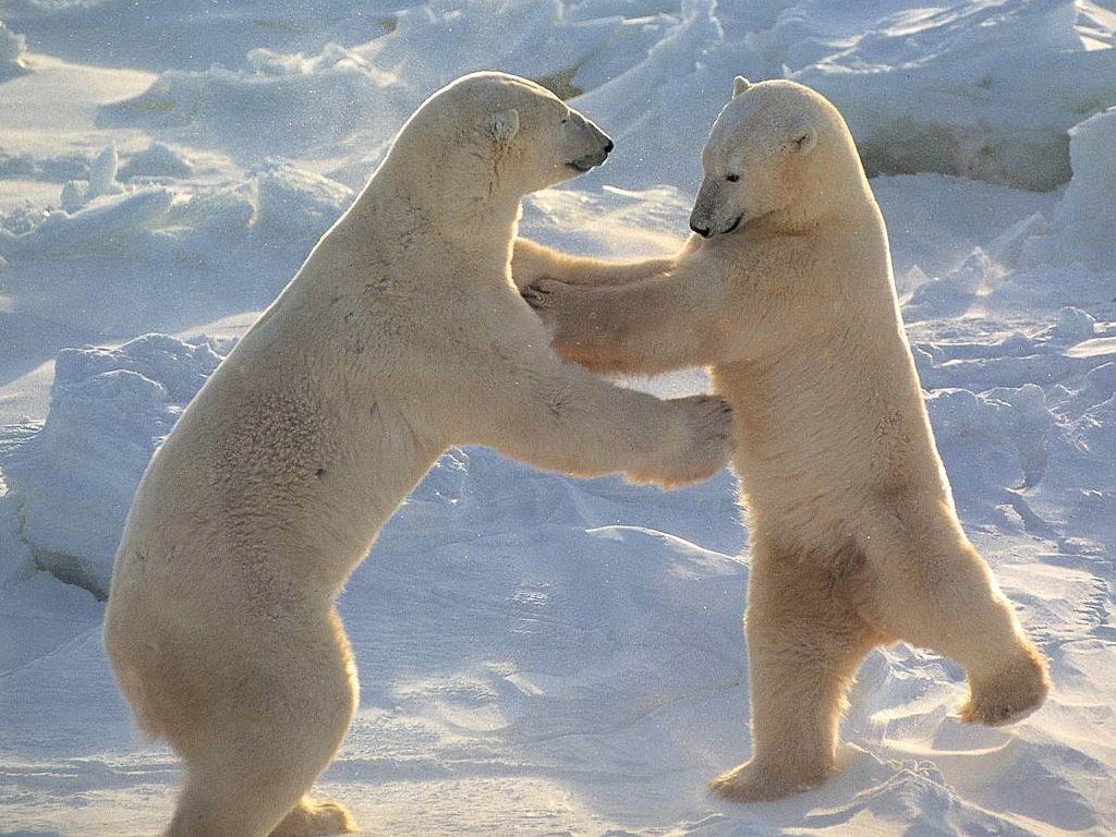 Polar Bear Photos Free Polar Bear Photos Free