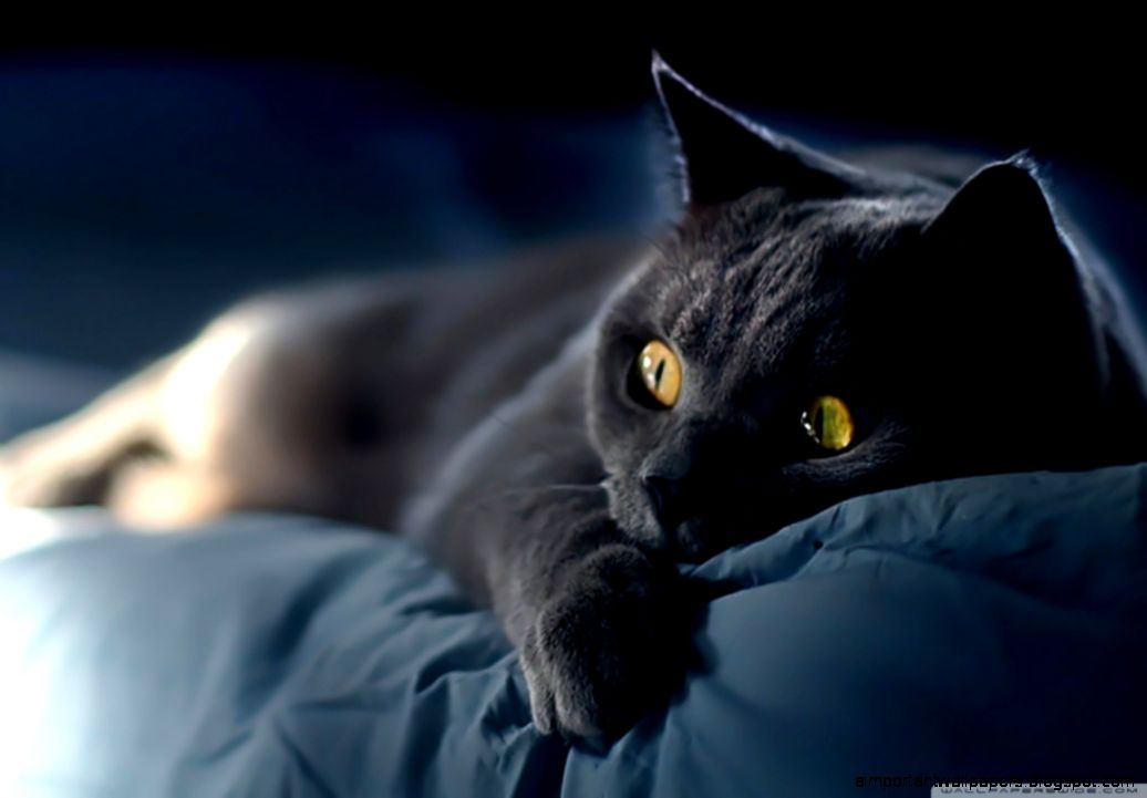 Dreamy Cat HD desktop wallpaper Widescreen High Definition Dreamy Cat HD desktop wallpaper Widescreen High Definition
