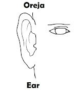 Imagenes para dibujar . Dibujos para colorear (oreja colorear ingles espaã±ol)