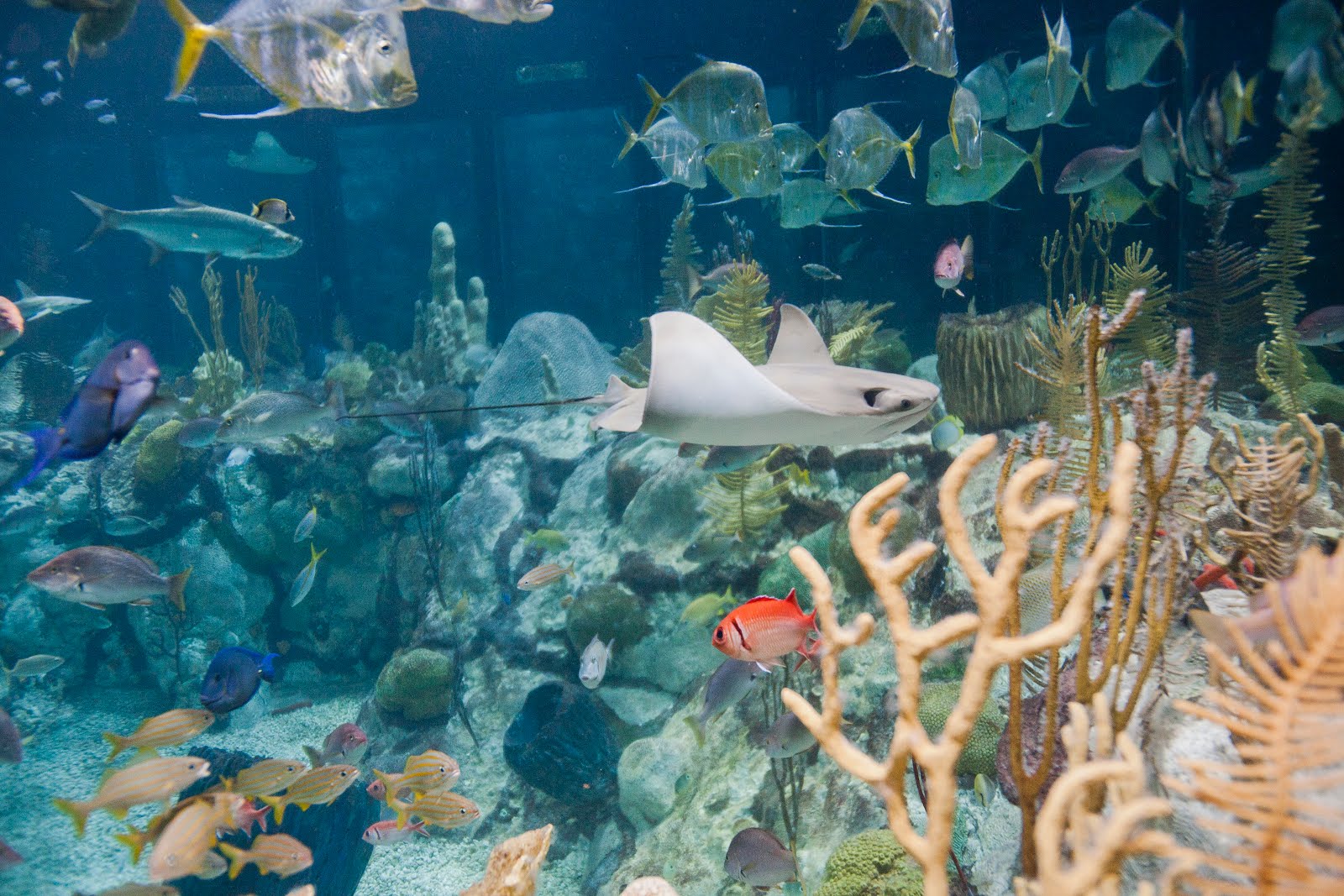 Every goddamn day 12/23/21 Shedd fish food for thought