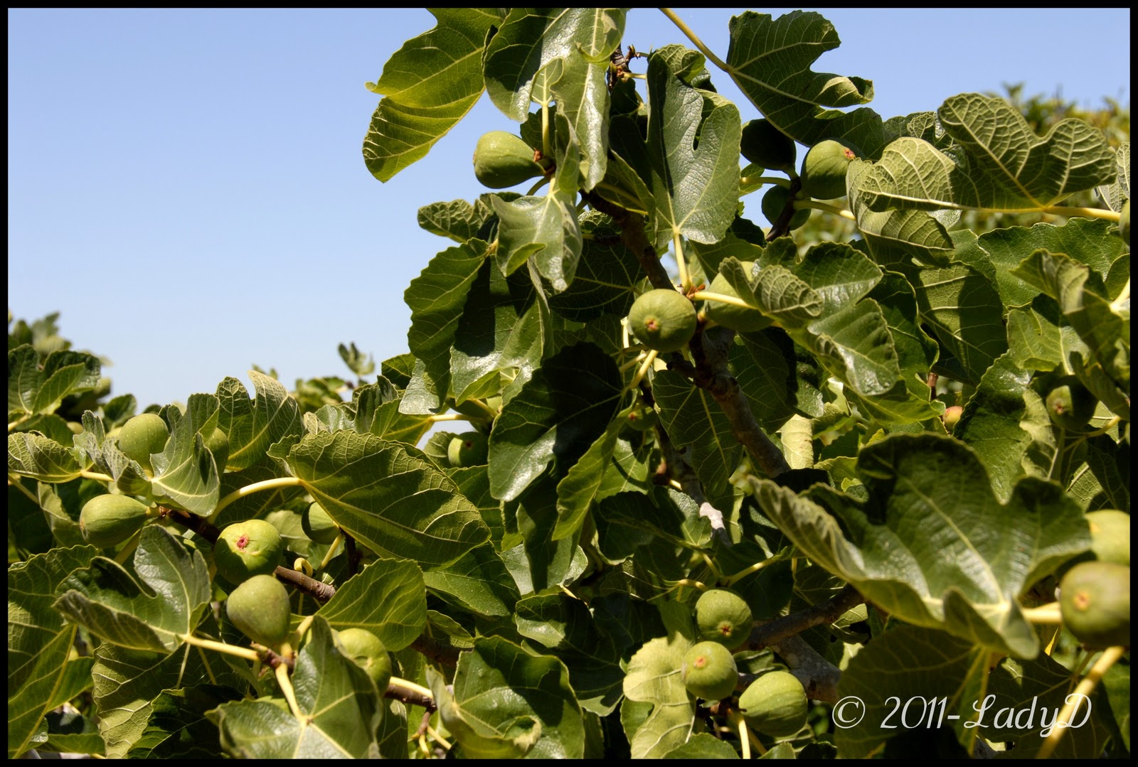 LadyD Books The Little Green Orchard
