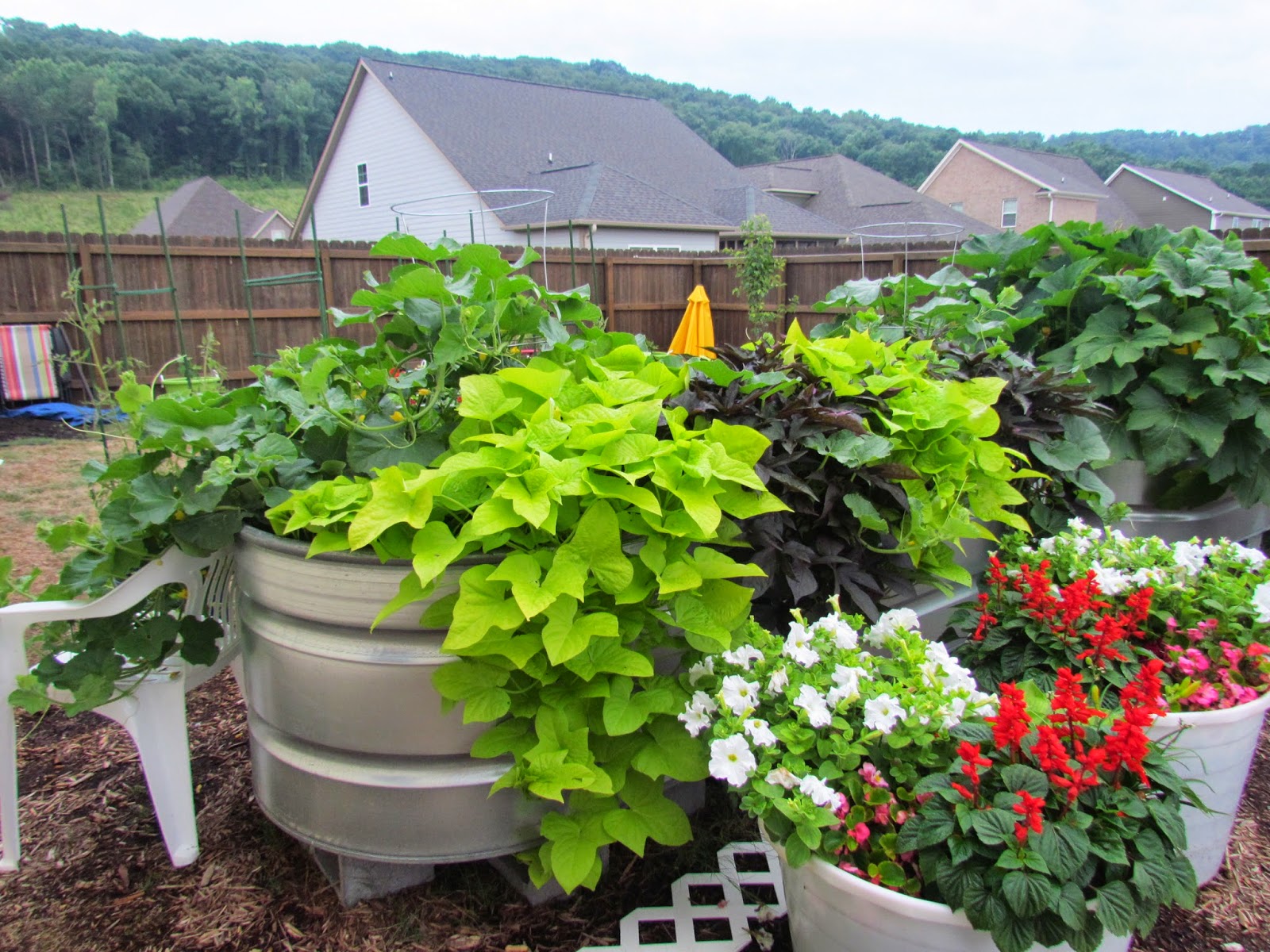 Cantaloupe and sweet potato vine, and in the next tub, summer squash