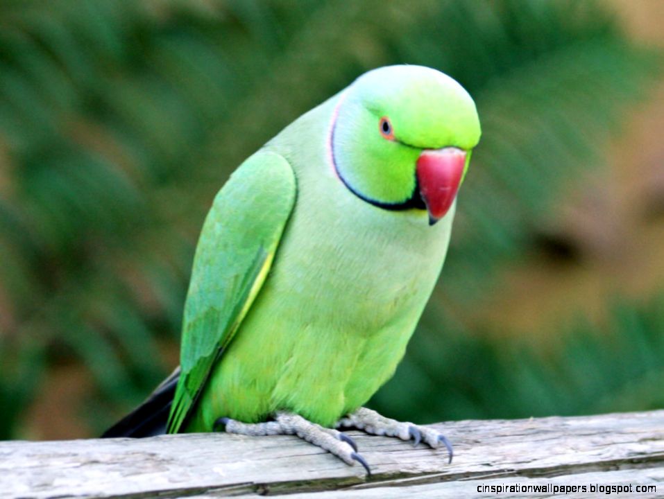 Indian Ringneck Parrot Indian Ringneck Parrot