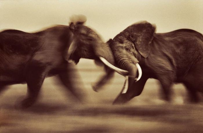 elefanten%2Bkampf.jpg