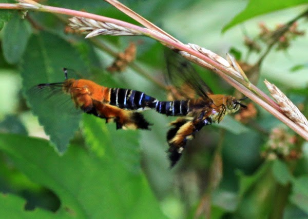 Kazeの散歩道 いちだんと蒸し暑い