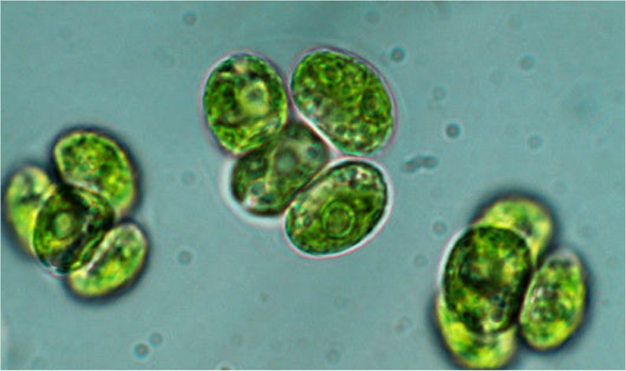 Natürlich Gesund Chlorella Reichhaltige Inhaltsstoffe