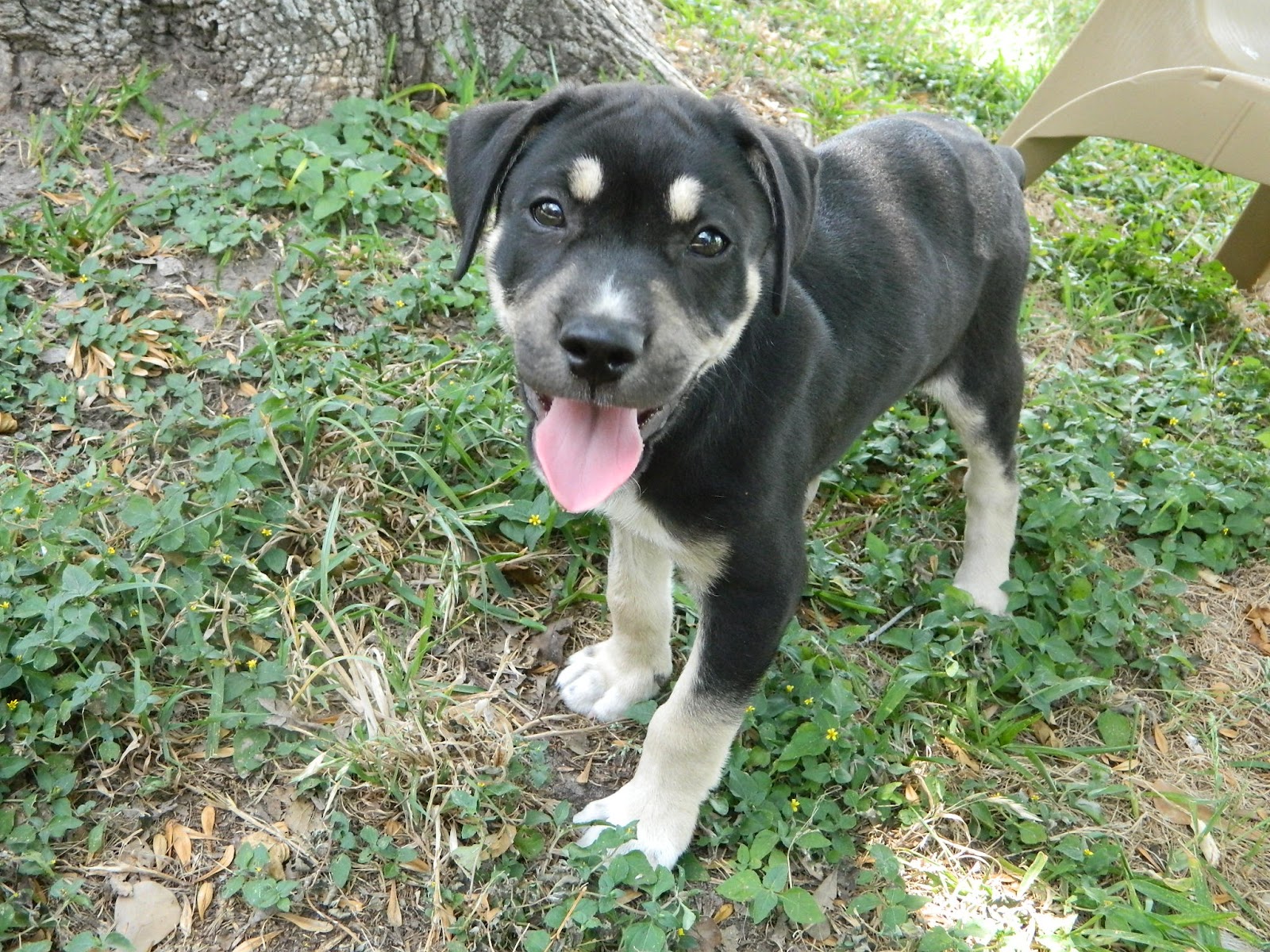 Gallery For > Rottweiler Chocolate Lab Mix