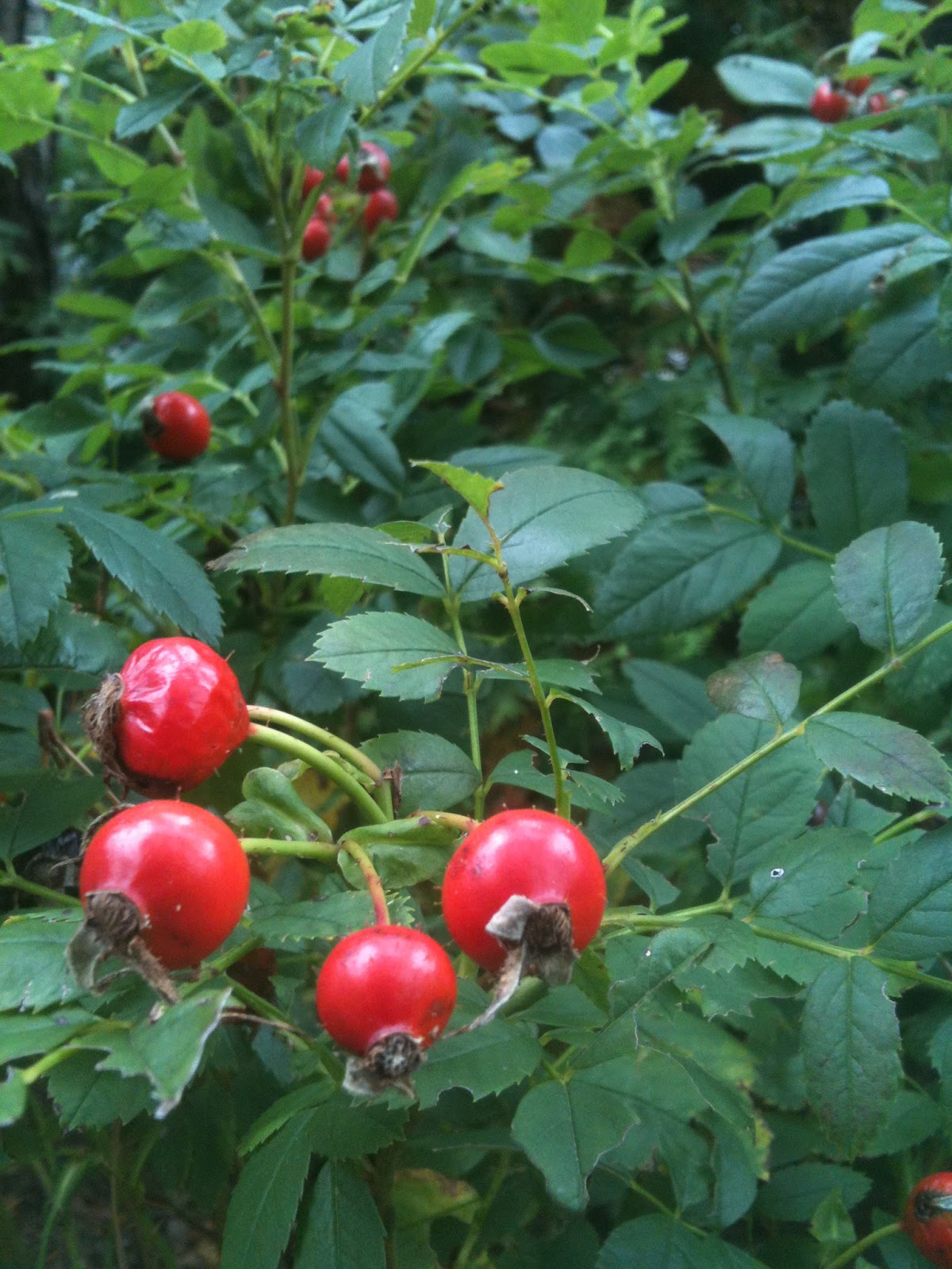 Cape Cod Historic Homes Blog Gardening with Native Plants to Enhance your Historic Cape Cod Home