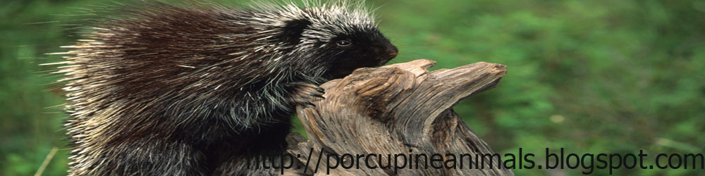 All About Porcupine