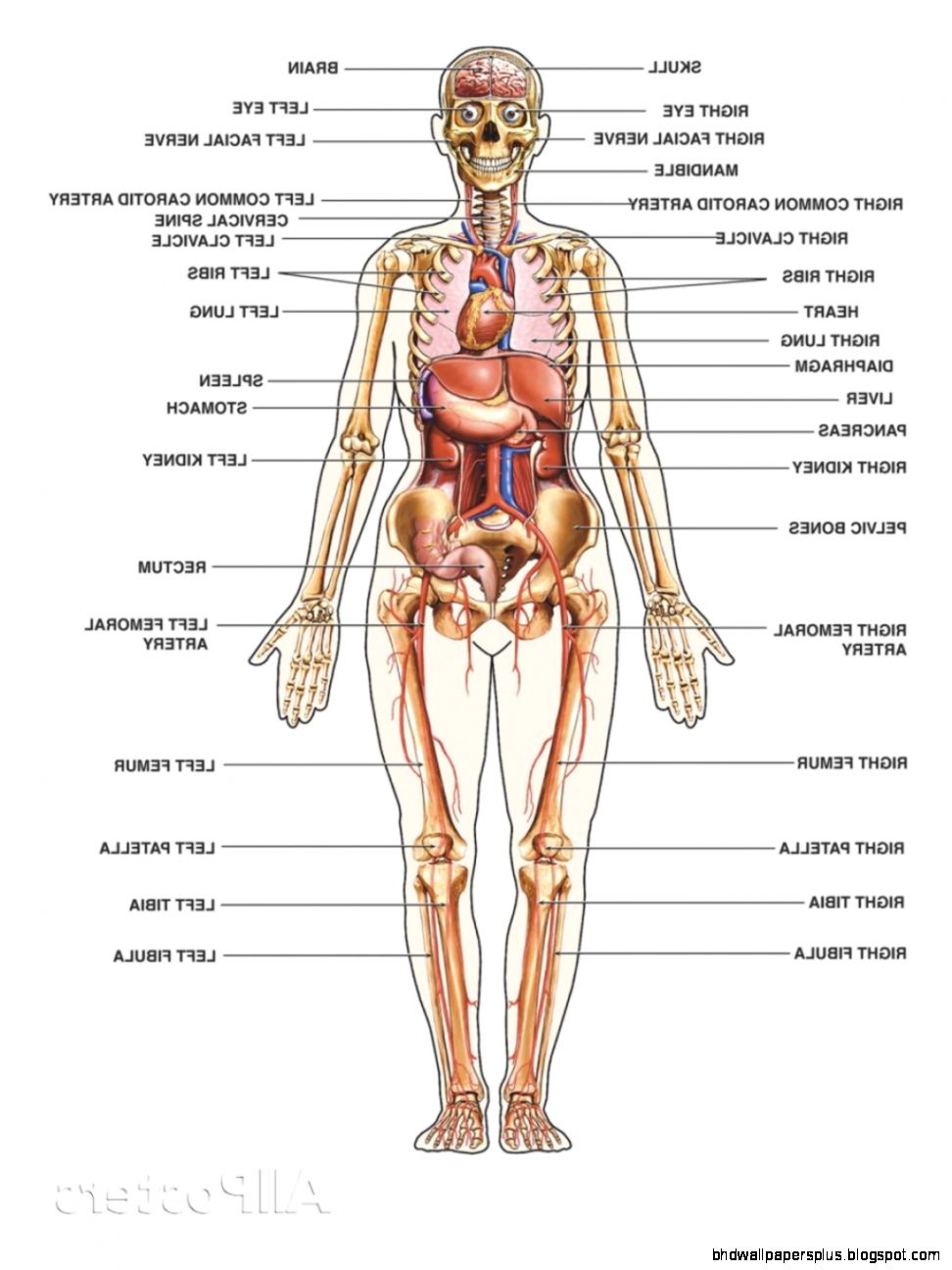 Human Anatomy And Physiology Web Apps GetbodysmartAnatomy And Human Anatomy And Physiology Web Apps GetbodysmartAnatomy And