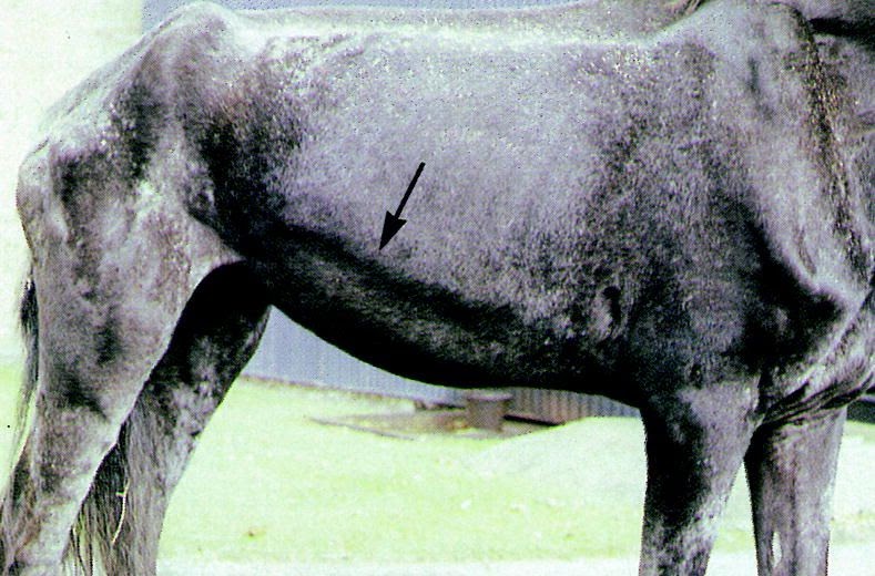 The Horse Talker RAO (Heaves, COPD)