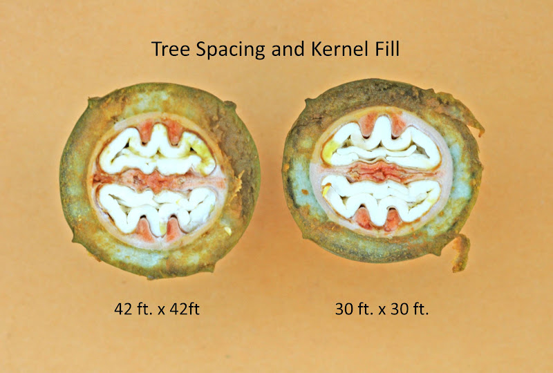Northern Pecans Pecan tree spacing and drought stress