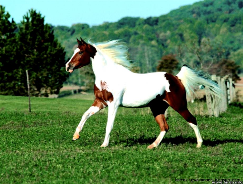 Free wallpaper Arab x pinto horse Free wallpaper Arab x pinto horse