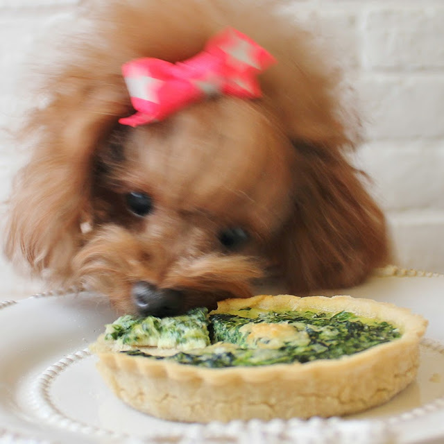 WOOFLINK Hip designer dog clothes SATURDAY BRUNCH SPINACH QUICHE ♥