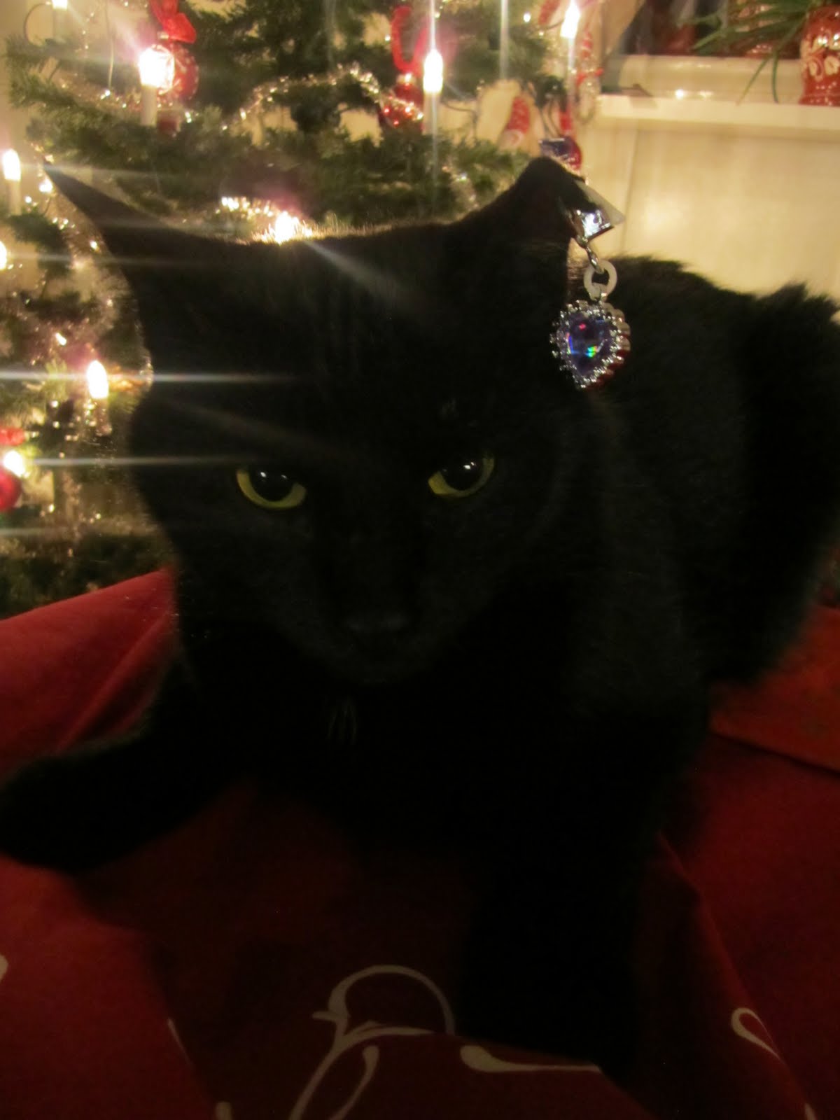 Pimped Cat
