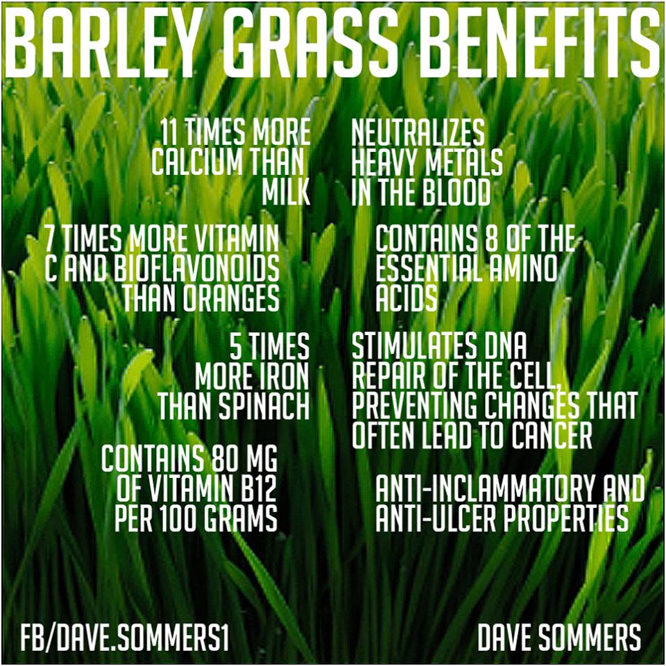 Natural Cures Not Medicine Barley Grass Benefits