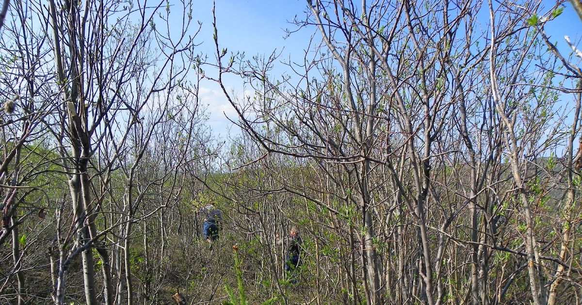 lewislifeontheroad The Hunt for that Treasured Diamond Willow