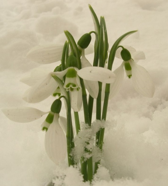 [Image: -Cau-chuyen-ve-loai-hoa-no-trong-tuyet-3.jpg]