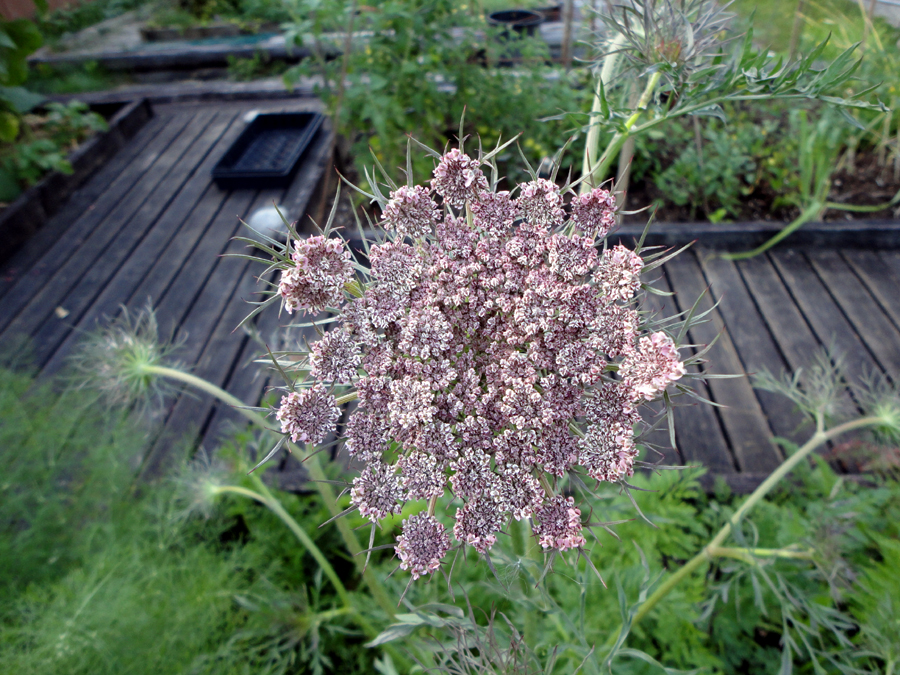 Purple Carrot Flowers recipesncrochet