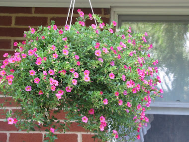 Hanging Basket of Flowers