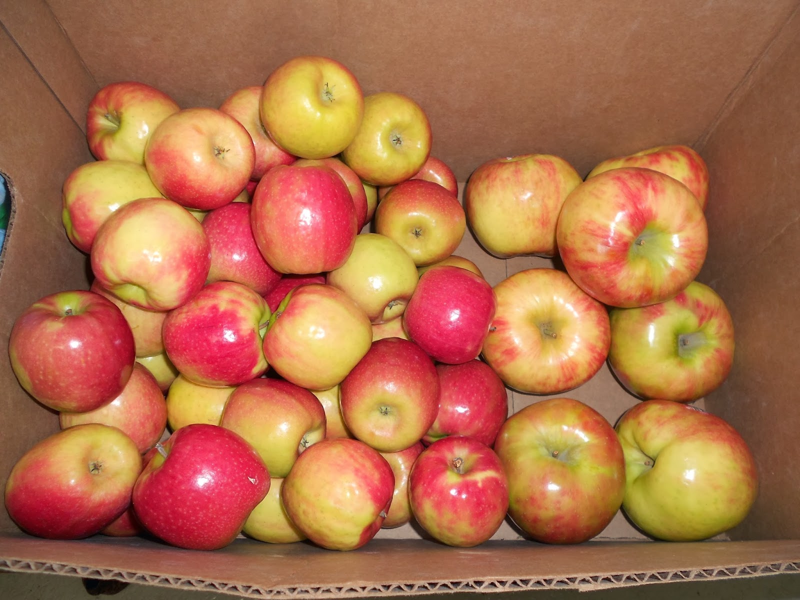 How We Spend Our Days Honeycrisp and Pink Ladies