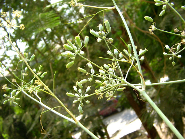 AnnaParabrahma: Growing Badishep