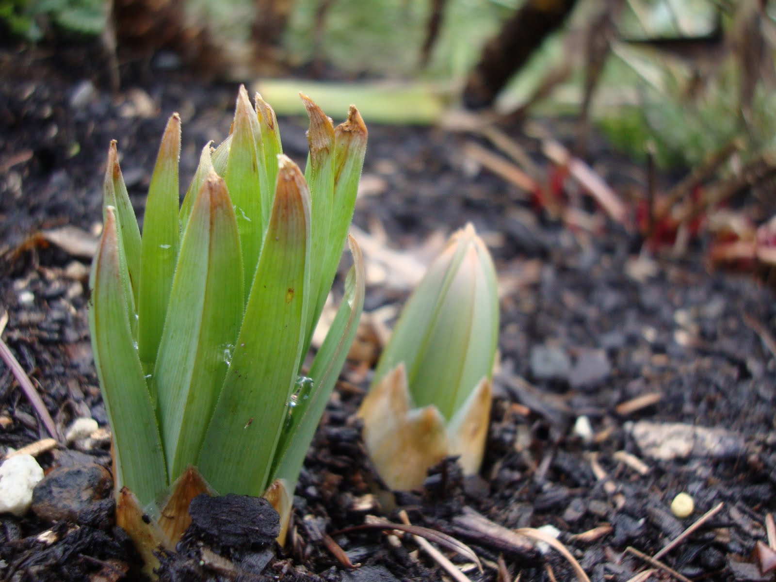 danger garden Eremurus