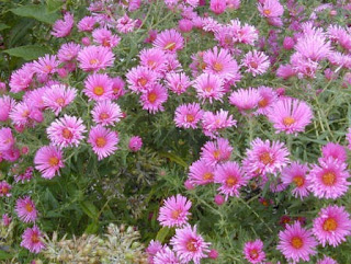 astro jasminka holclajtner