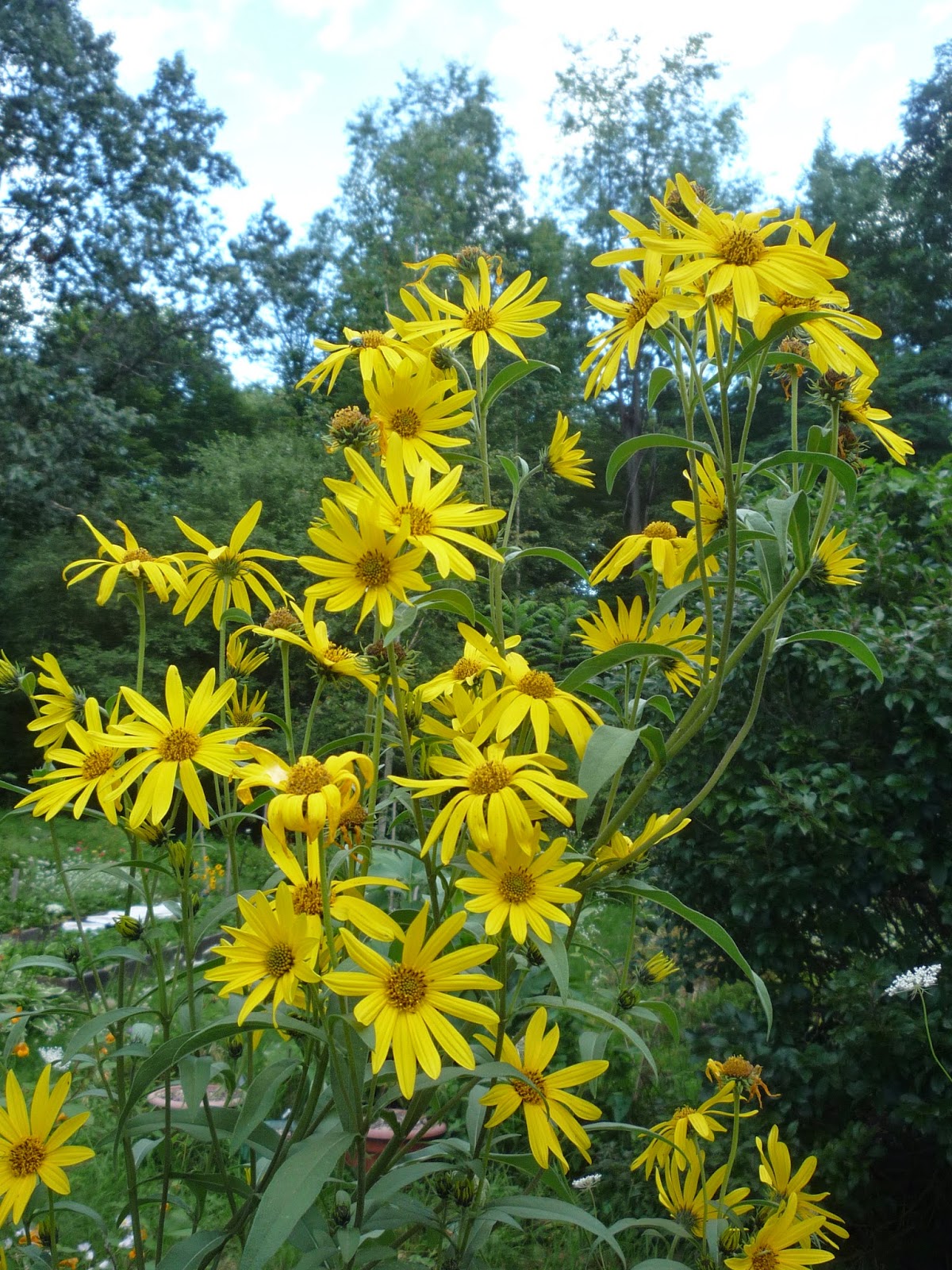 Vermont backyard flowers Aug 2014 South Burlington, Vermont Photos and commentary.