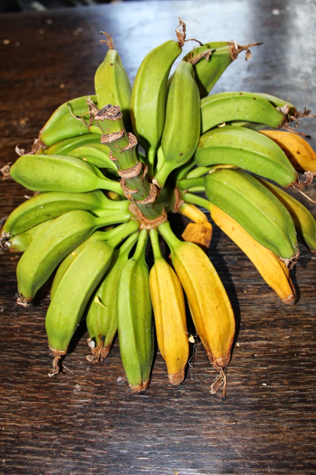 Edible Tropicals How to Propagate Bananas