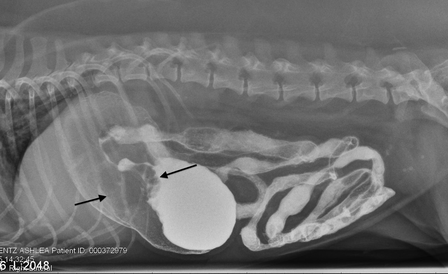 [HELP] Sick Dog (Vet's baffled, me too) dogs
