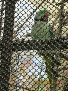 Alexandrine parakeet in Darjeeling zoo.