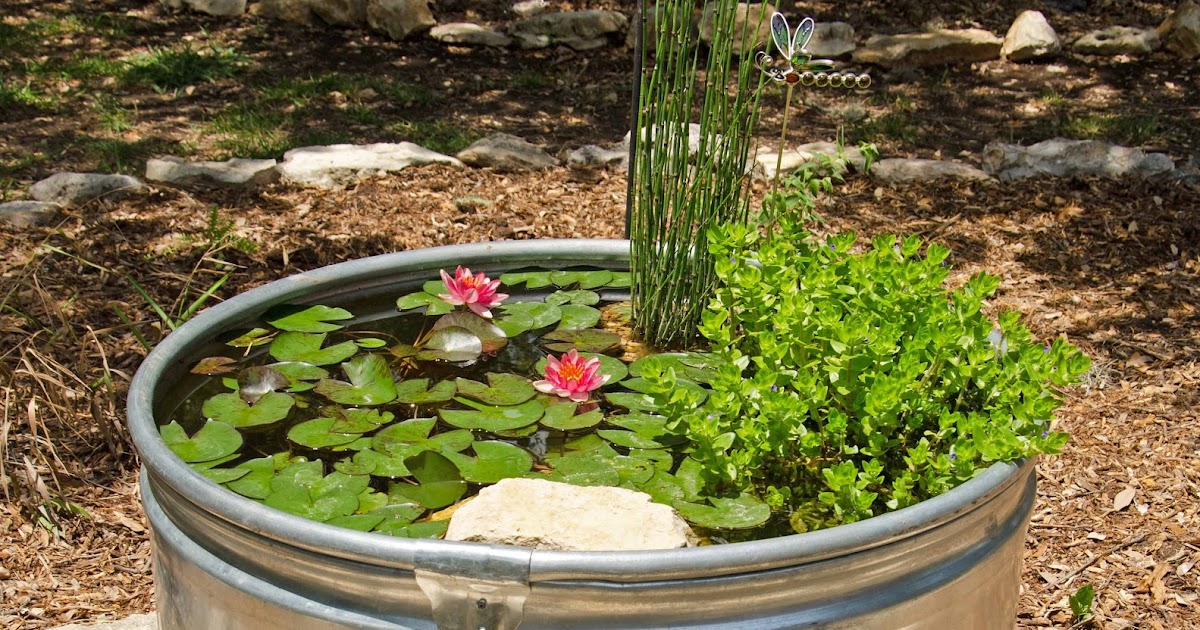 Window on a Texas Wildscape Stock tank update