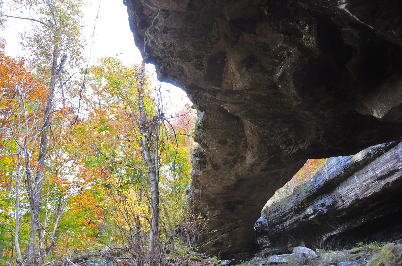 Arkansas Cove Creek: Where the Ozarks Meet Serenity