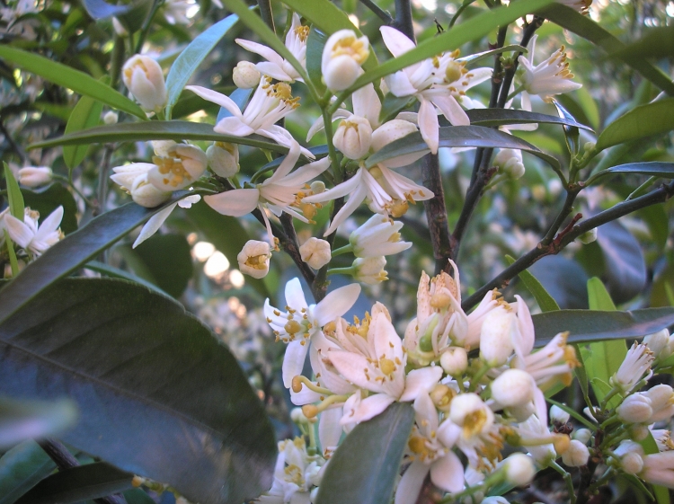 Misez Sur Le Bac Permaculture En Bois Jardin Et Saisons