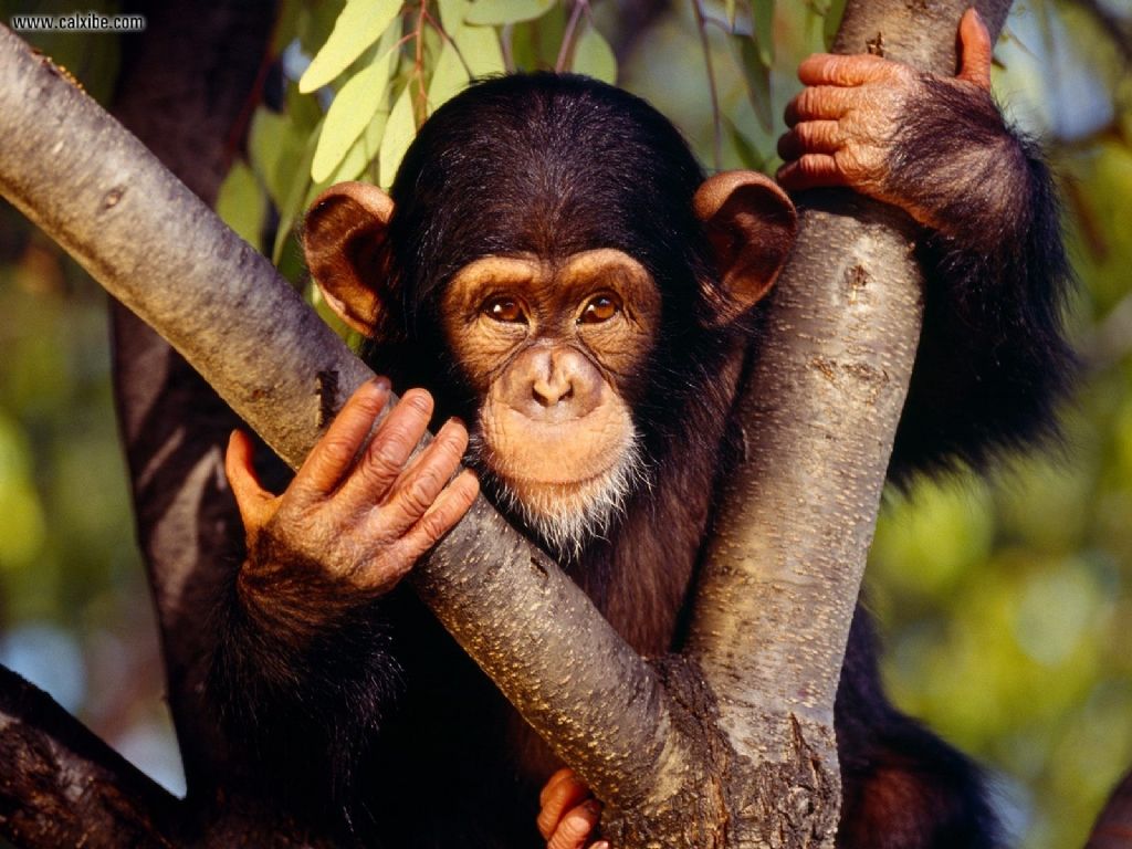ENCYCLOPEDIA OF ANIMAL FACTS AND PICTURES: CHIMPANZEE1024 x 768