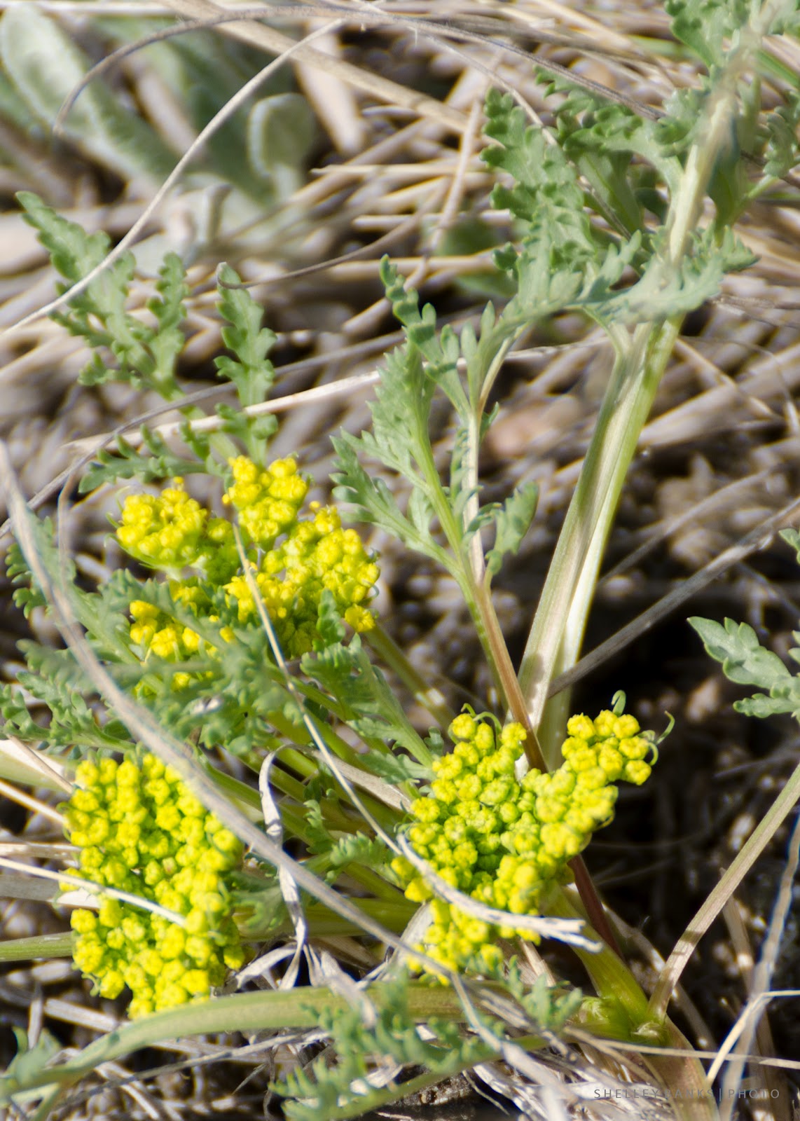 Prairie Wildflowers Wild Parsley Leafy Musineon