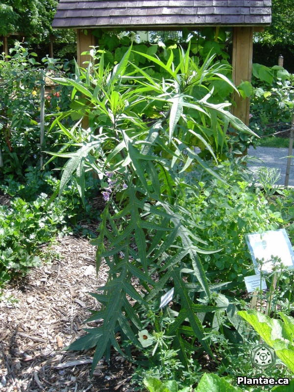 Le Douaire Ile De Vivre Tout Savoir Sur L Arbre Aux Papillons