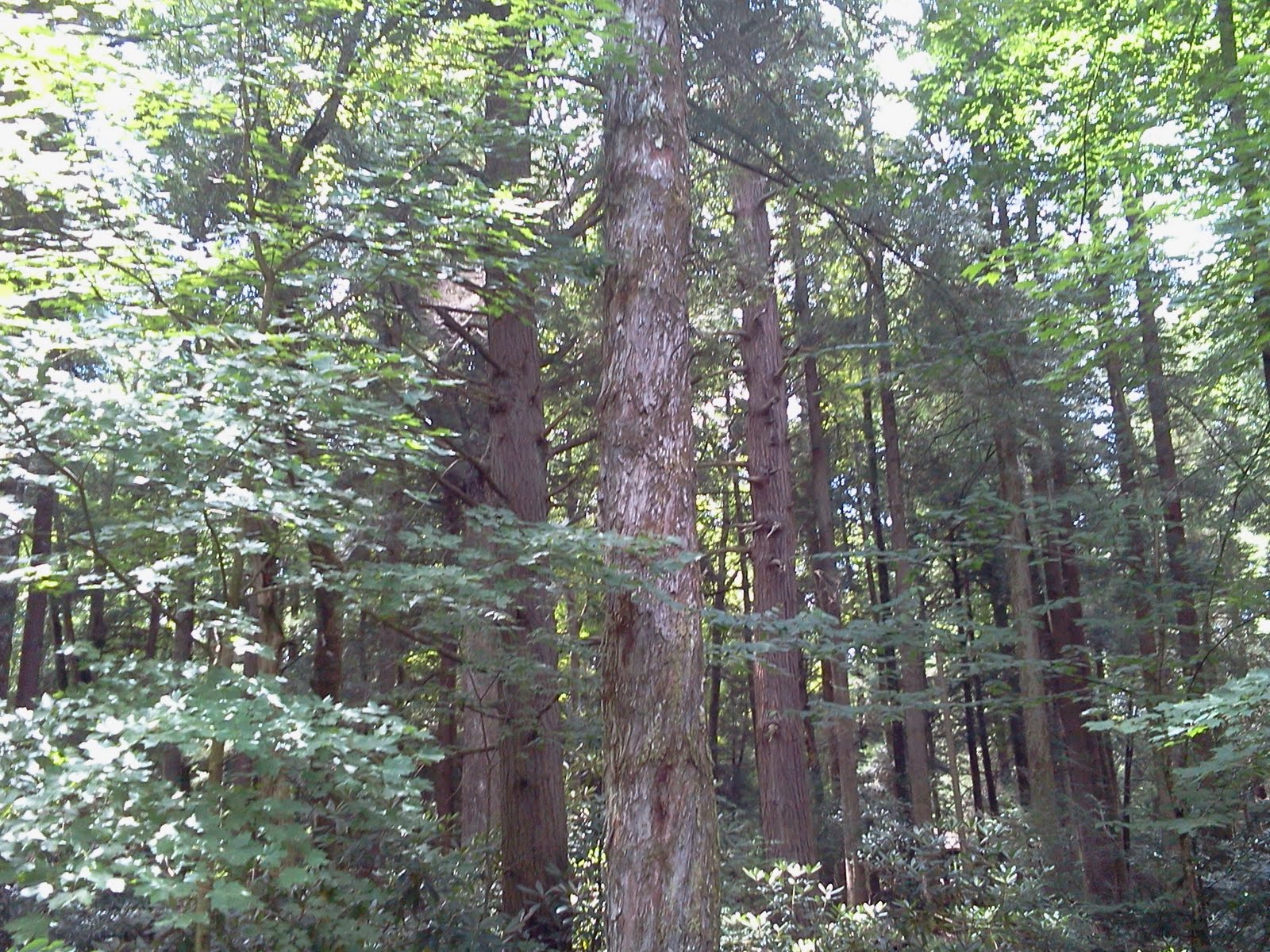 Colegrove's WV Forest and Rail adventures Virgin Forest