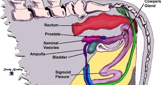 Sistem Reproduksi Hewan Ruminansia Jantan