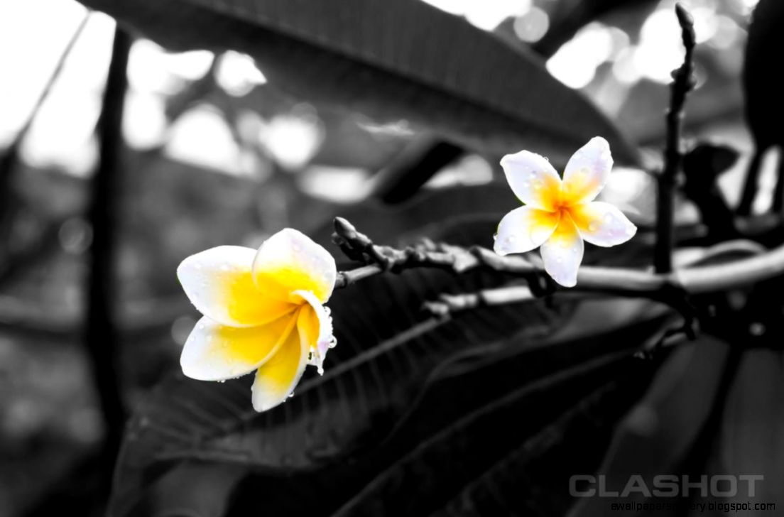 COLOR PHOTOGRAPHY Quotes Like Success COLOR PHOTOGRAPHY Quotes Like Success