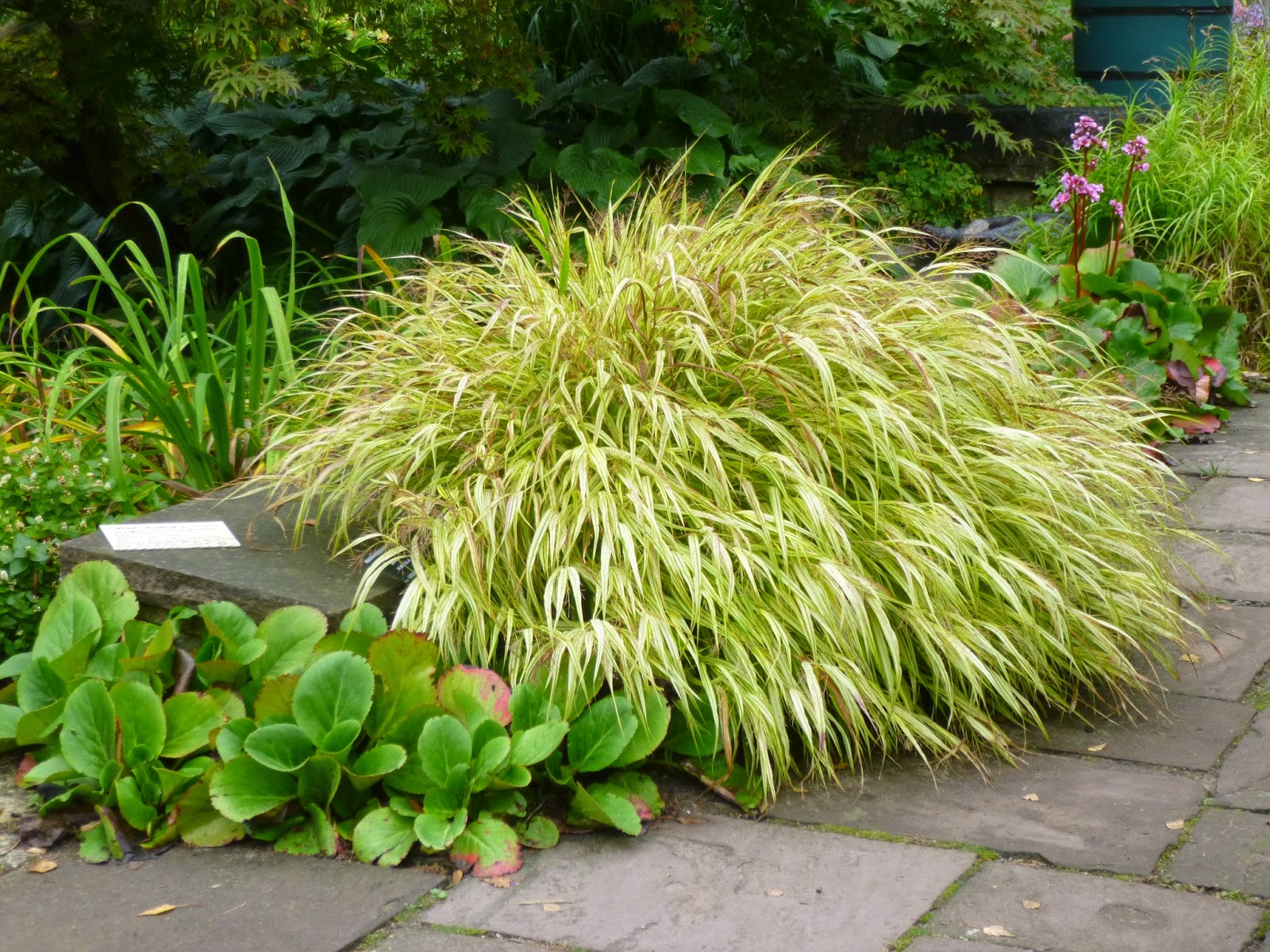 Haus Mit Garten Zeichnung