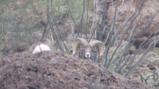 Desert+Bighorn+Sheep+Hunting+Pictures+with+Jay+Scott+Outdoors+5.2.JPG