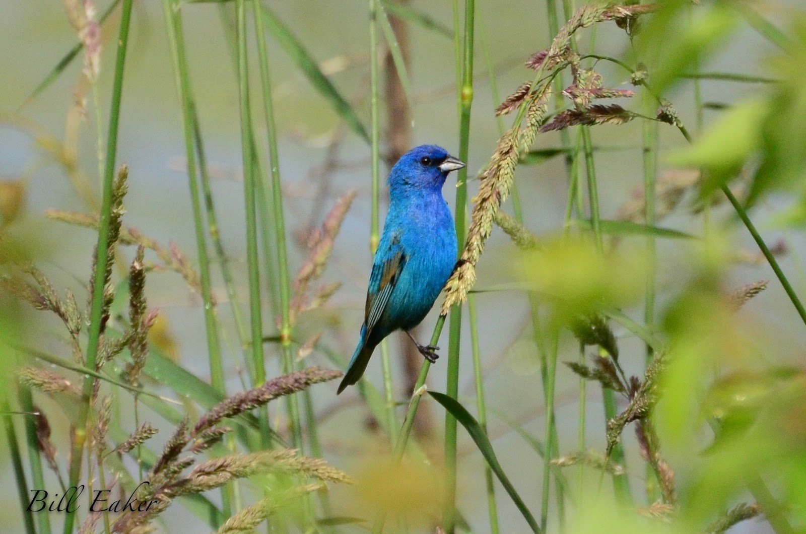The Rural Path Indigo Bunting