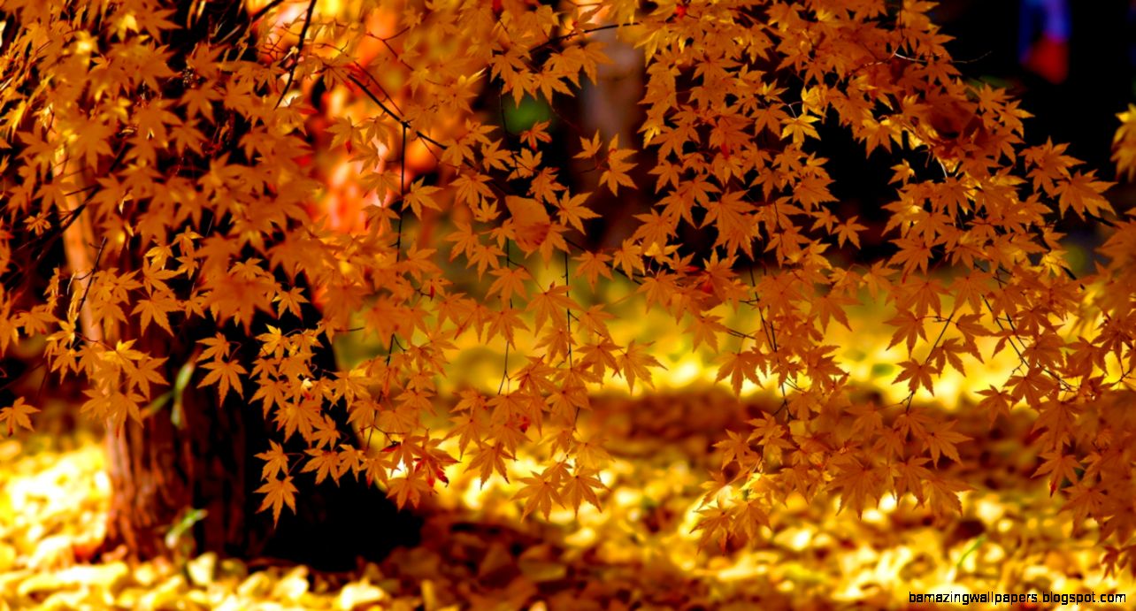 1366x768 Yellow autumn tree Wallpaper 1366x768 Yellow autumn tree Wallpaper