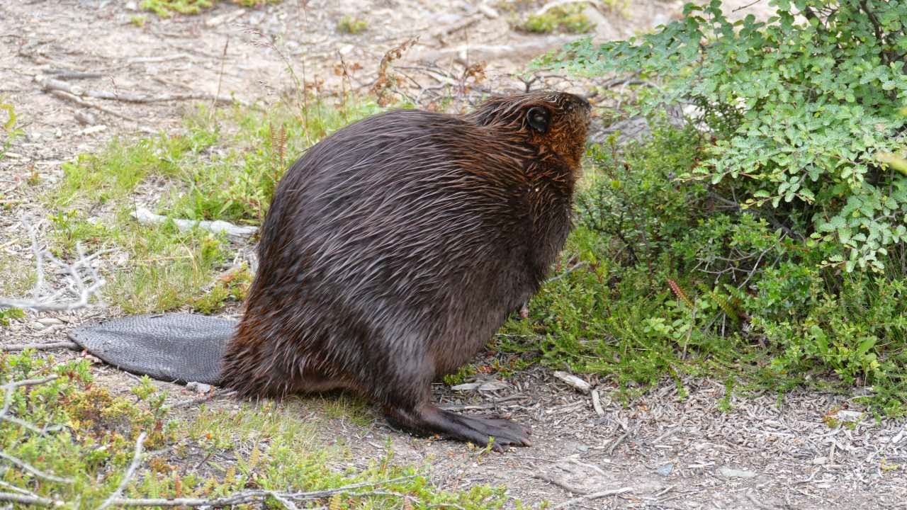 tierra-del-fuego-nationalpark-biber1.jpg