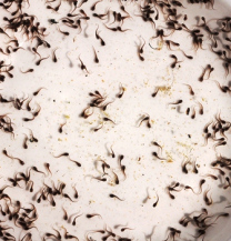 Panduan Pemeliharaan Larva Lele Sangkuriang Pembenihan Lele Sangkuriang Komunitas Budidaya Lele Sangkuriang